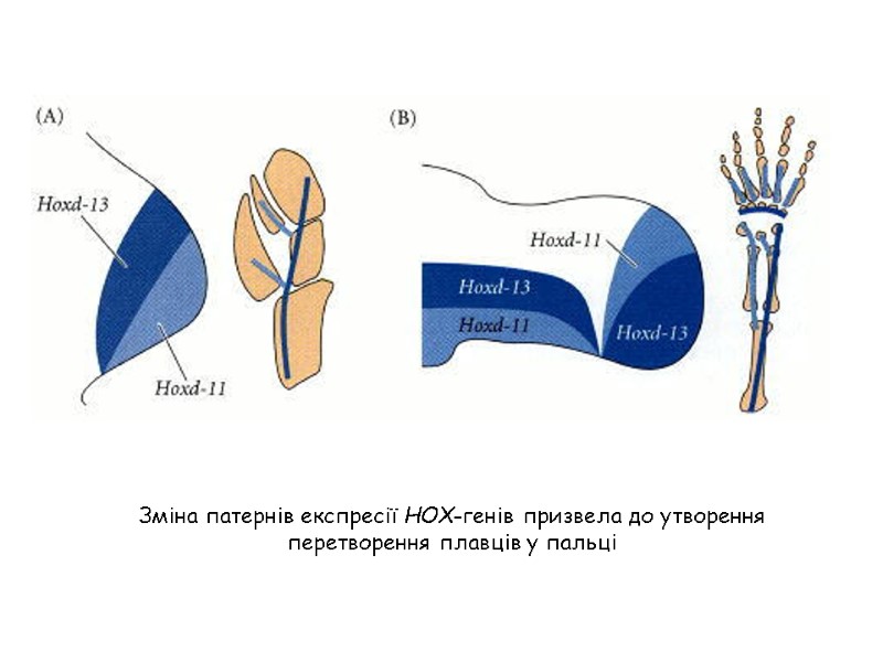 Зміна патернів експресії НОХ-генів призвела до утворення перетворення плавців у пальці